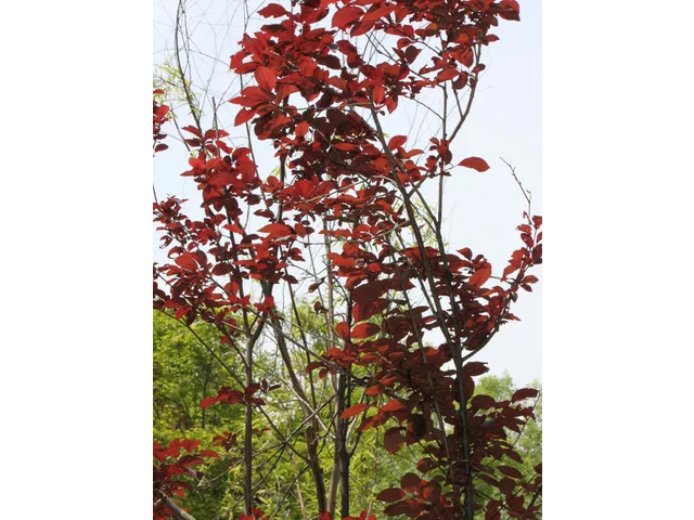 樱桃李