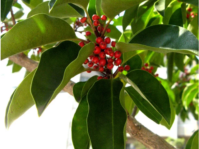 Ilex Rotunda