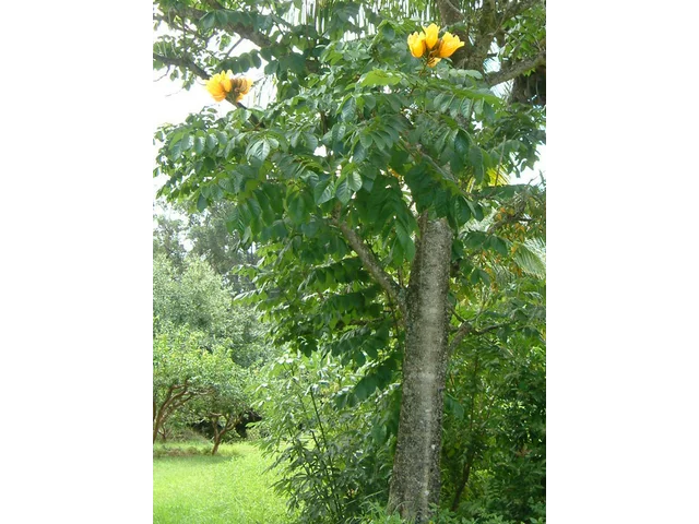 黄花火焰樹