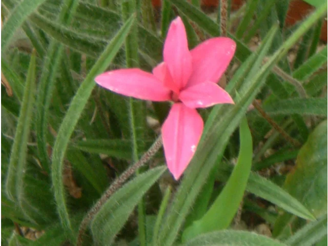 樱茅