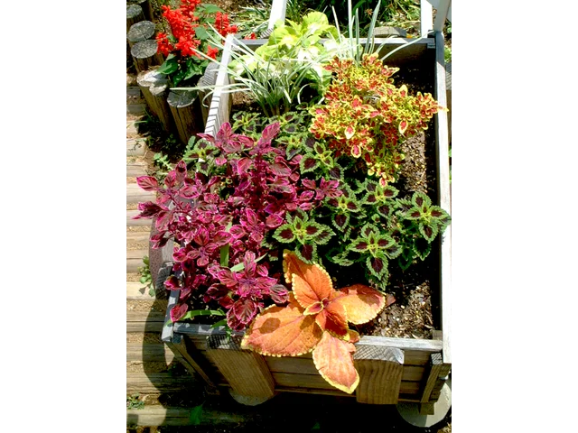 Coleus