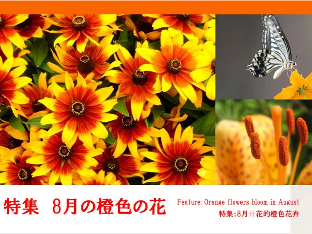 8月に咲いている紫色の花