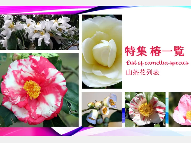 山茶花