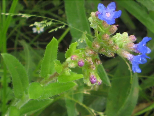 Alkanna tinctoria