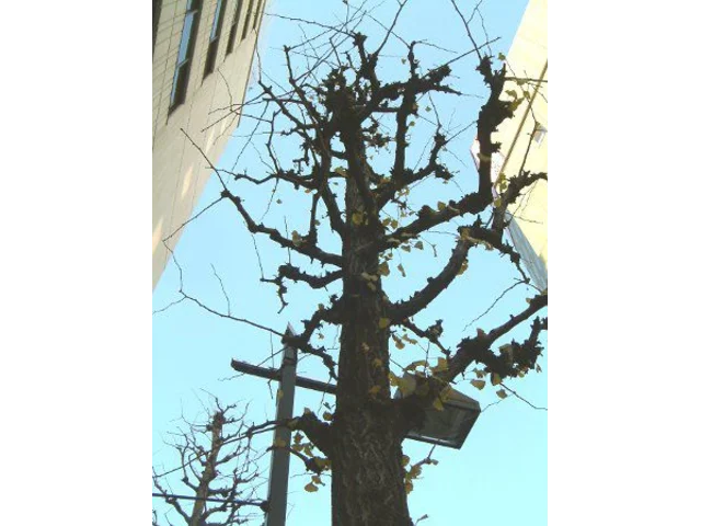 Ginkgo biloba tree