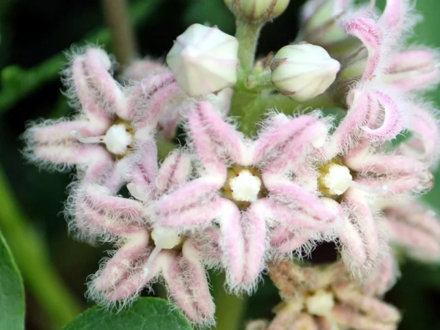 Metaplexis japonica