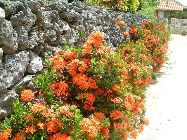 Ixora coccinea