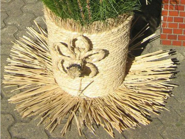 Rice plant