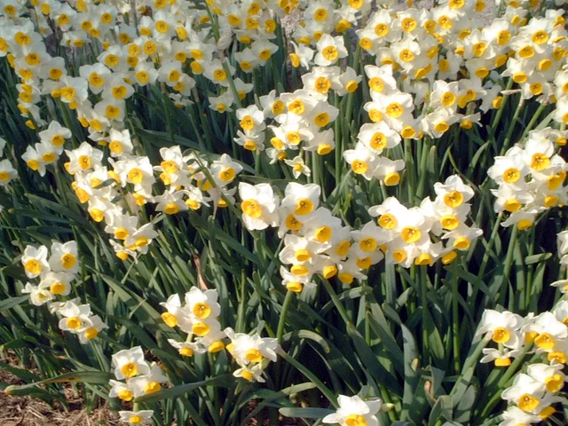 Narcissus chinensis