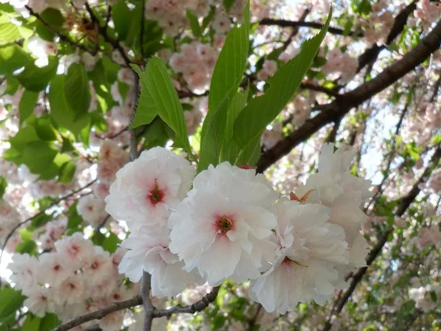 Ichiyo cherry