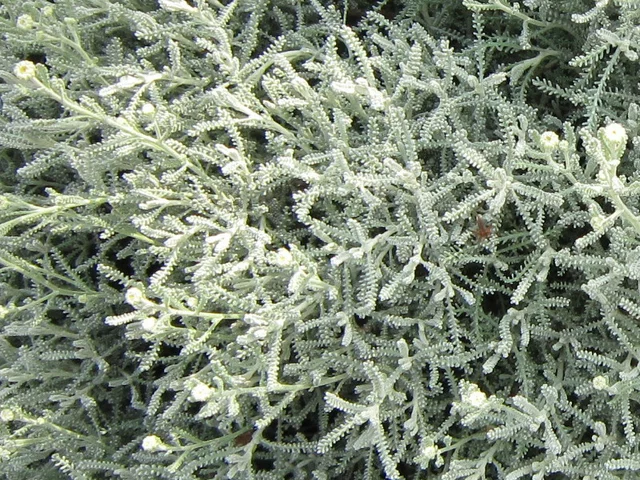 Lavender cotton