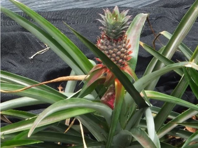 Pineapple