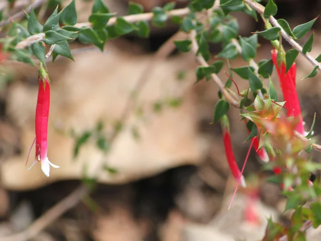 Epacris longiflora