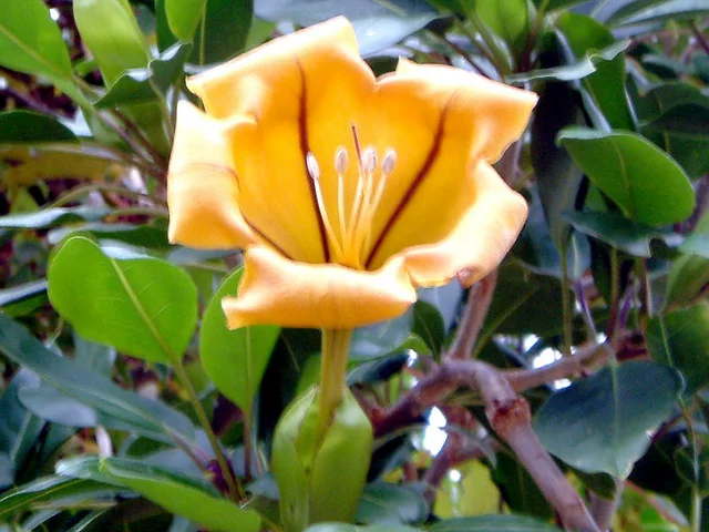 Cup of Gold