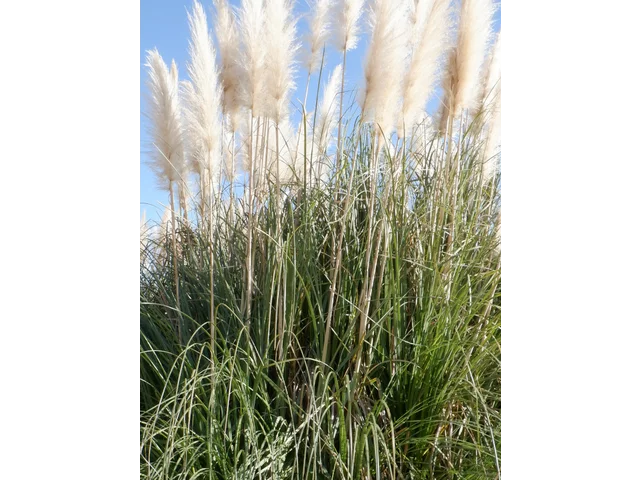 Pampas grass