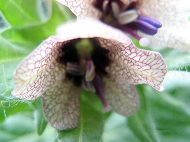 henbane