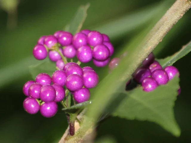 Callicarpa dichotoma