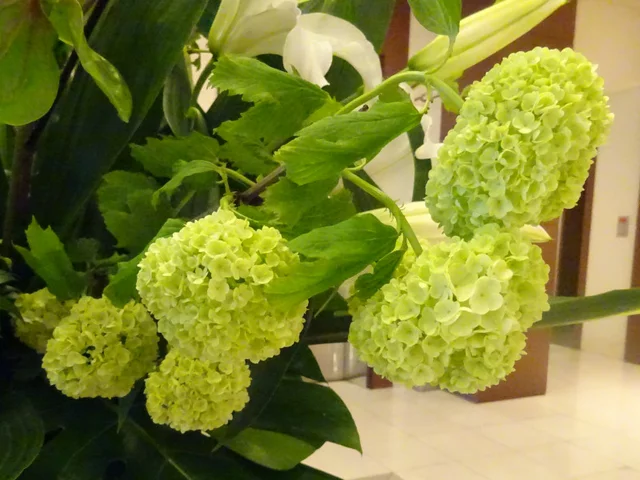 Viburnum snowball