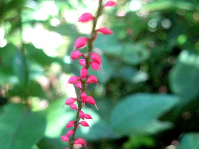 毛叶红珠七