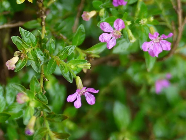 Cuphea hyssopifolia
