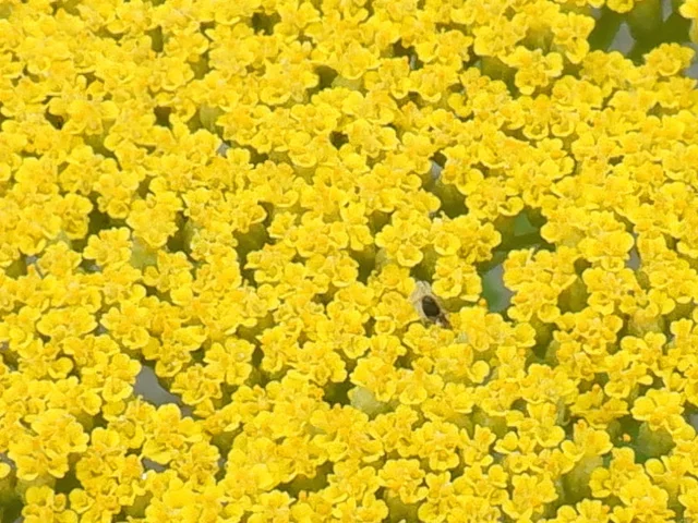 Achillea tomentosa