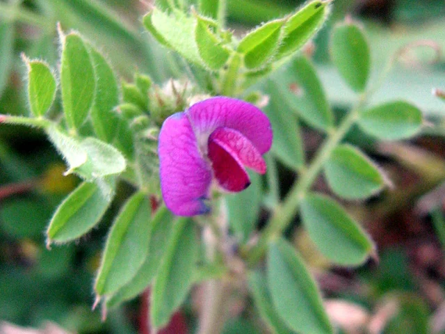 Vicia sativa