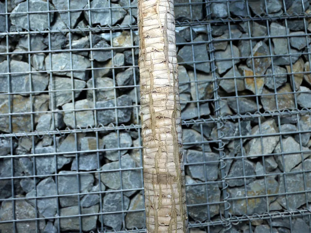 dracaena draco