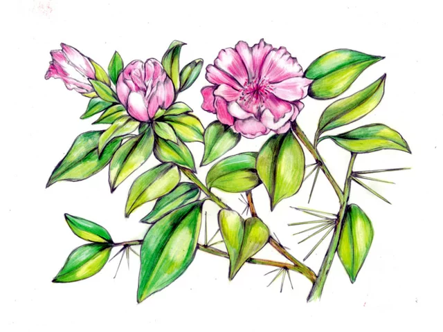 Leuenbergeria quisqueyana