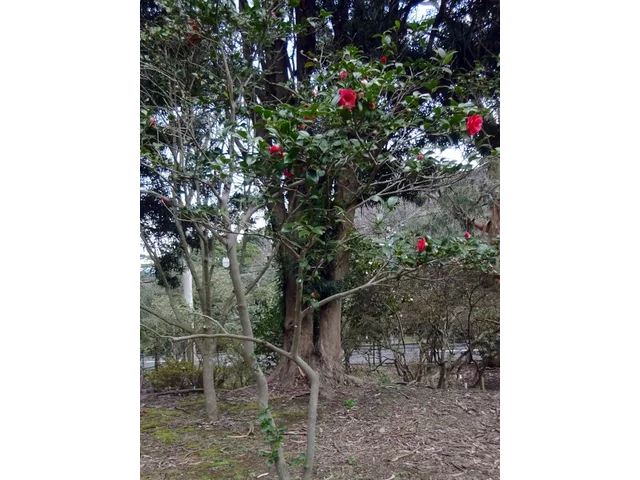 山茶花 '南蛮星'
