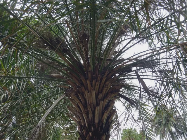 加拿利海枣