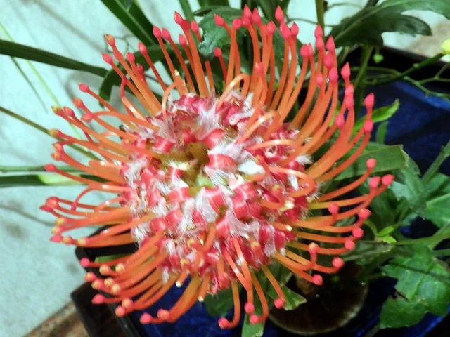 Pincushion