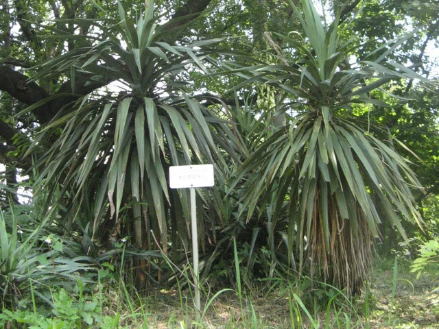 Yucca recurvifolia
