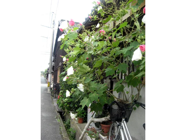 醉芙蓉