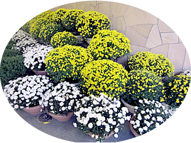 笊菊