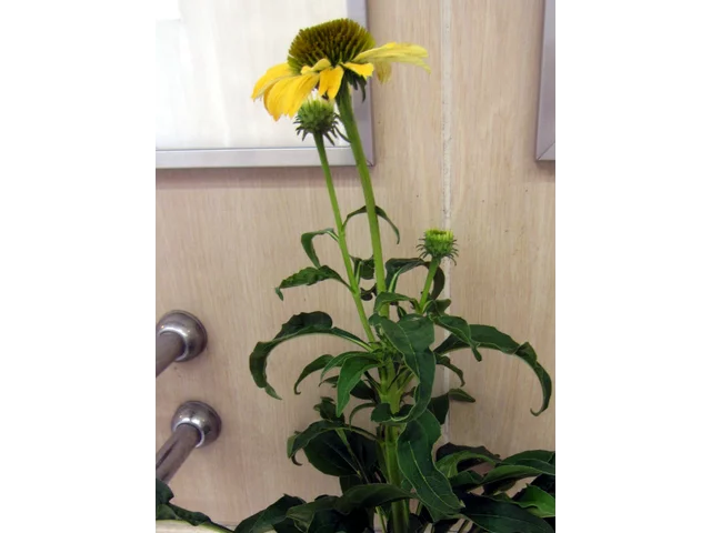 Echinacea purpurea