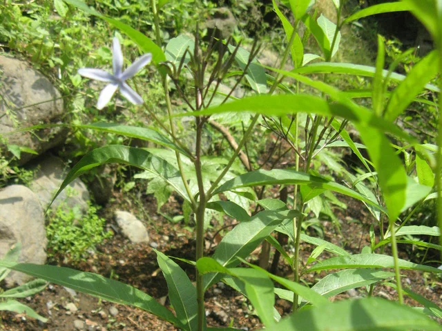 水甘草