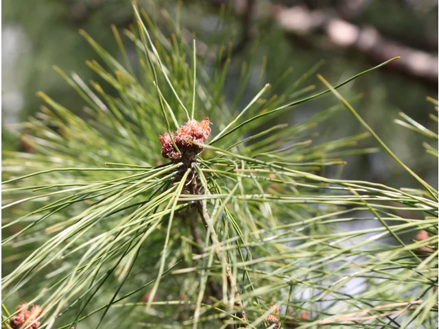 Japanese red Pine