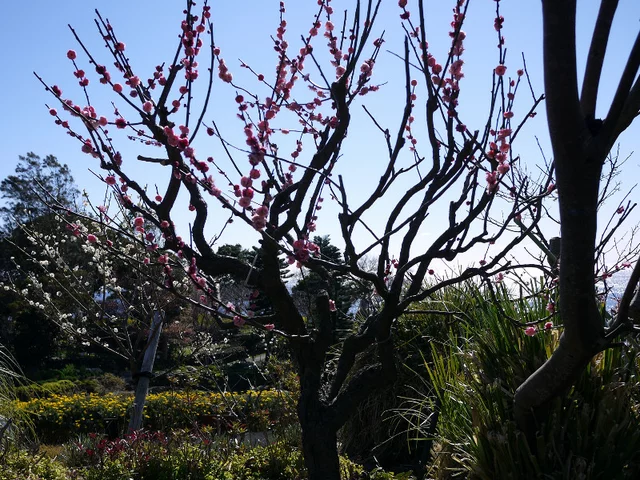 梅 朱砂台閣