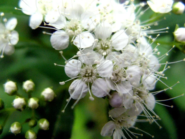 White-colored Spiraea japonica