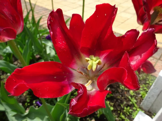 Tulip 'Akatsuki'