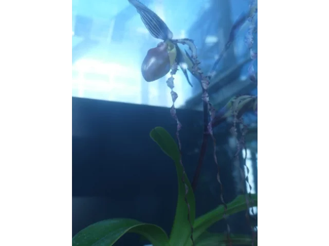 波瓣兜兰