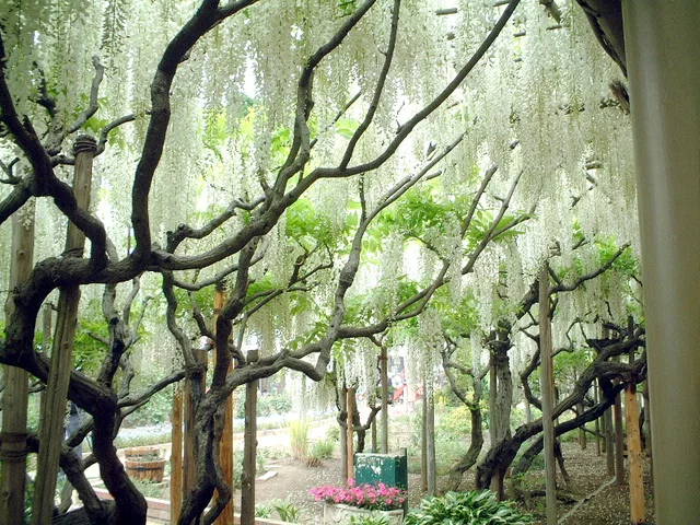 フジ（藤、学名：Wisteria