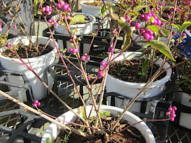 Callicarpa japonica
