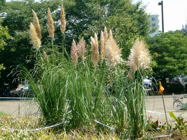 Pampas grass