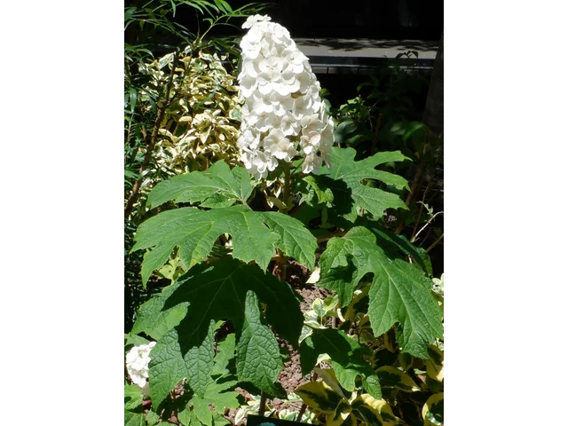 橡树叶绣球花