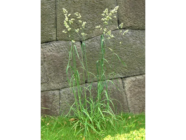 鸭茅
