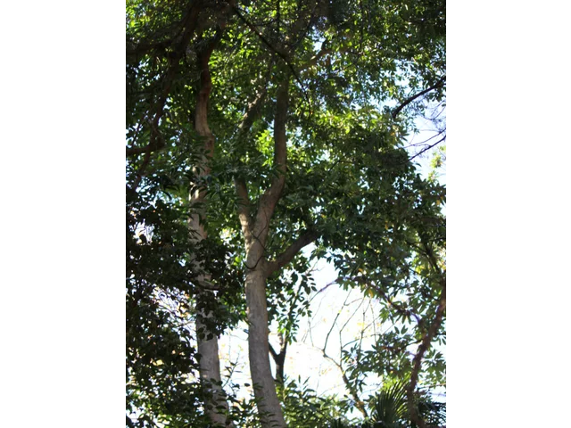 黃土樹