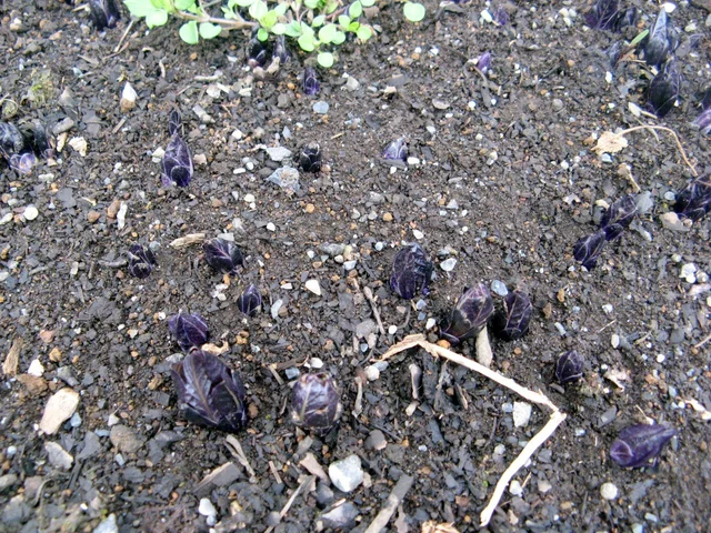 Scopolia japonica