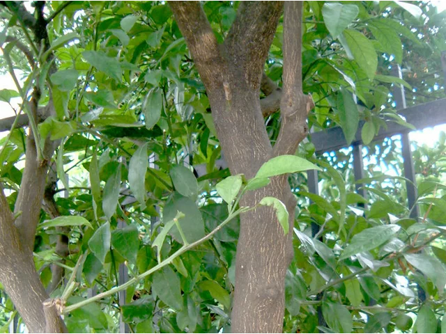 温州蜜柑