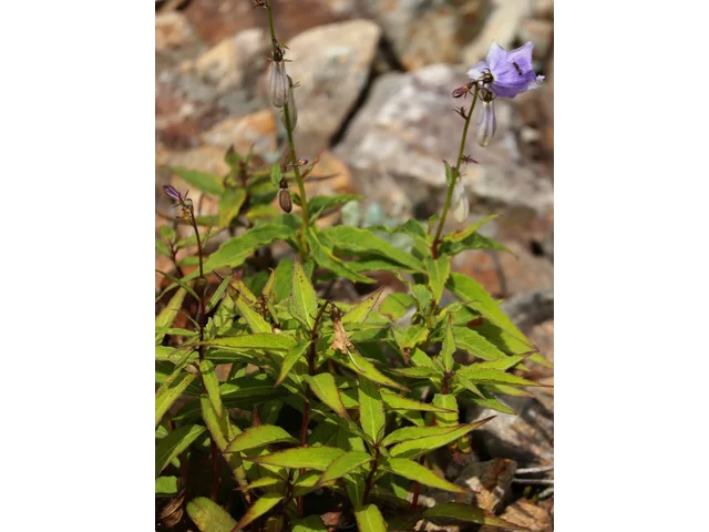 Campanula chamissonis